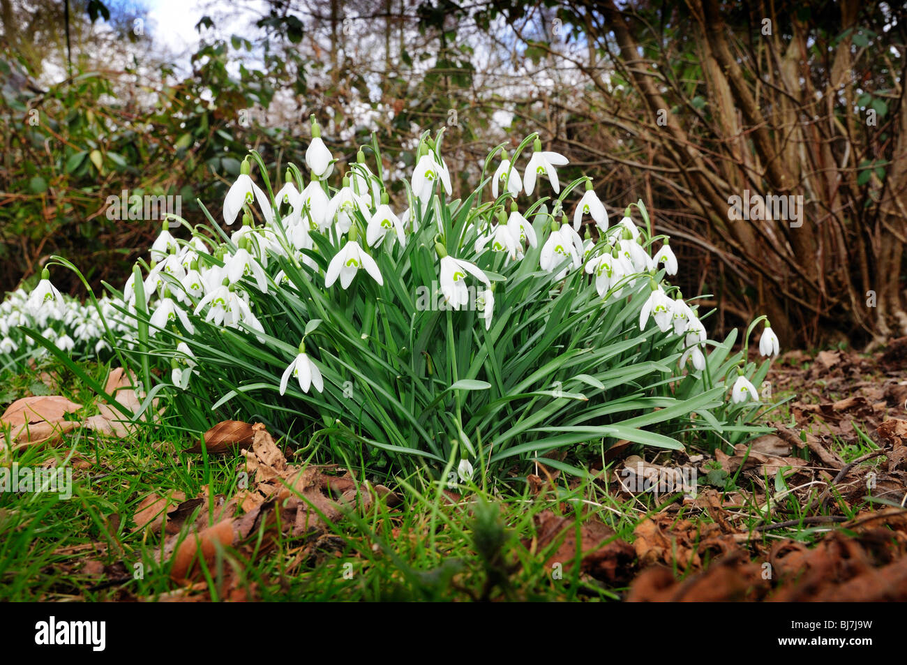 Snowdrops in woodland Stock Photo