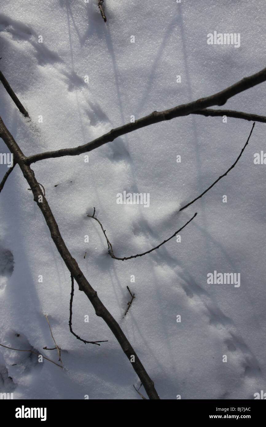 mouse tracks snow ohio Stock Photo Alamy