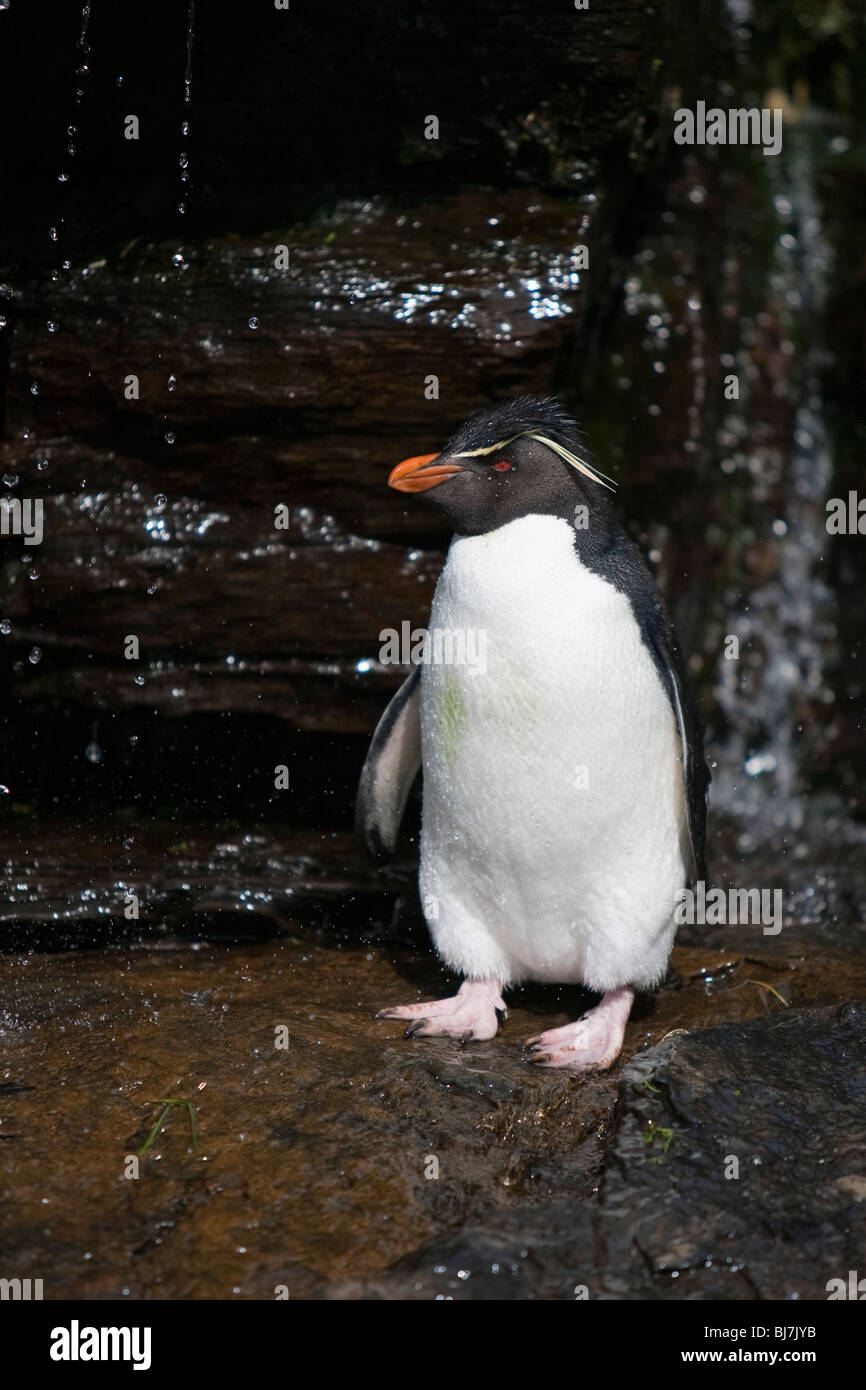 Rockhopper Penguin Eudyptes chrysocome Felsenpinguin Rookery Saunders Island Falkland Islands Stock Photo