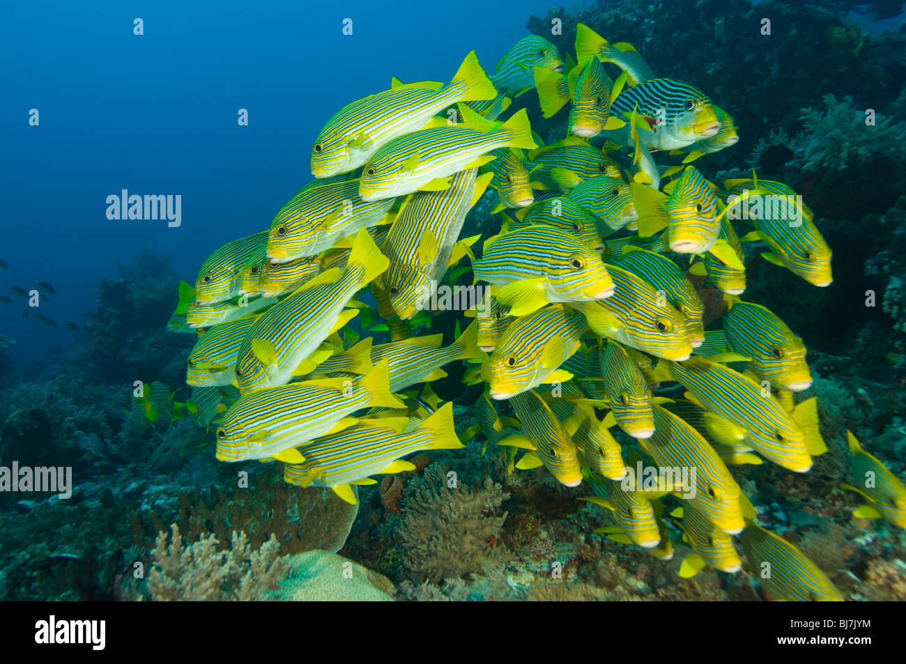 yellowribbon sweetlips Plectorhinchus polytaenia Stock Photo Alamy