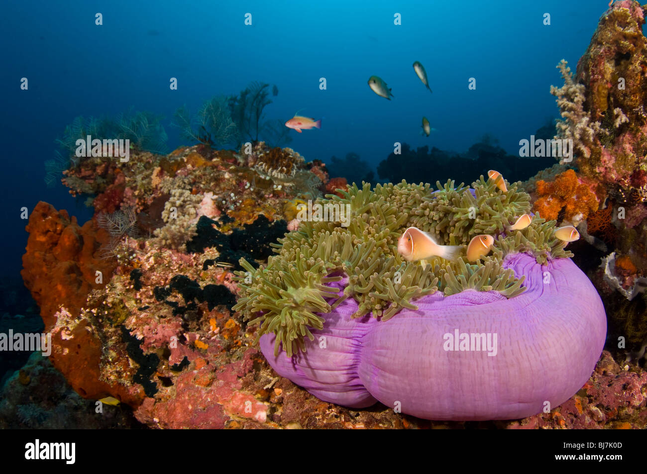 Pink Anemonefish, Amphiprion perideraion, Castle Rock, Komodo Island, Komodo National Park Stock Photo
