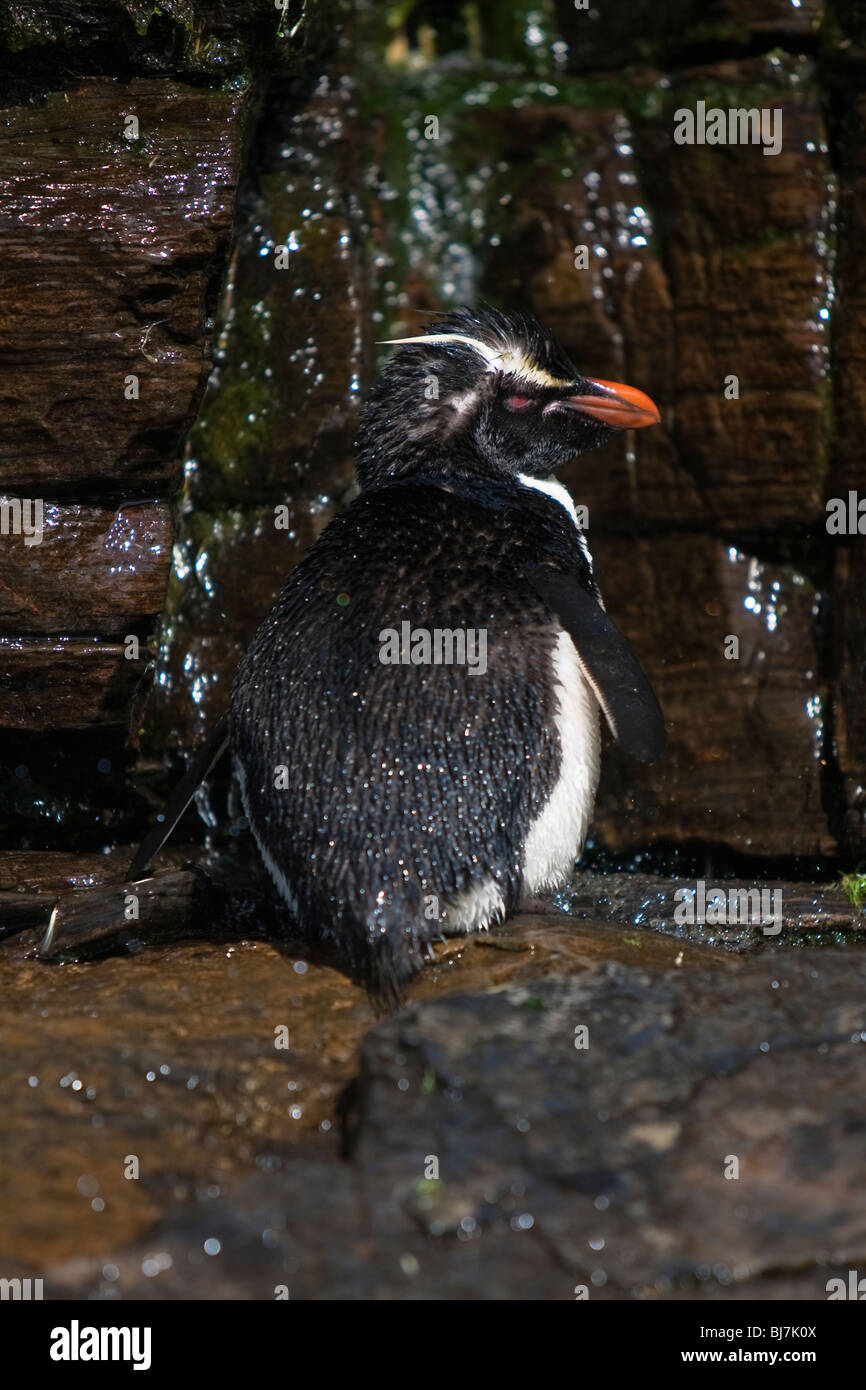 Rockhopper Penguin Eudyptes chrysocome Felsenpinguin Rookery Saunders Island Falkland Islands penguin at Rockhopper shower Stock Photo