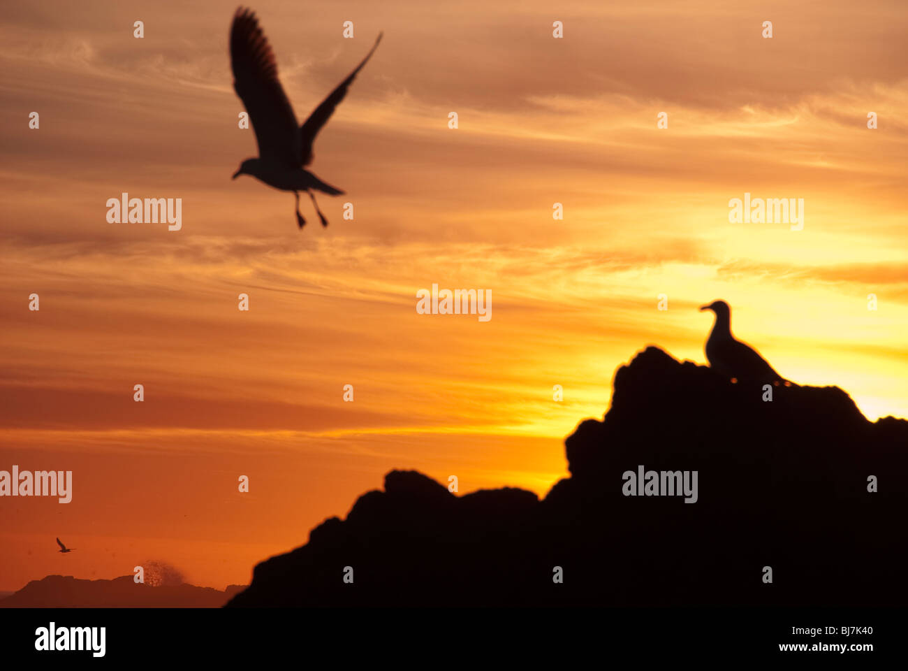 A seagull flys from a rock on the Pacific Coast. Stock Photo