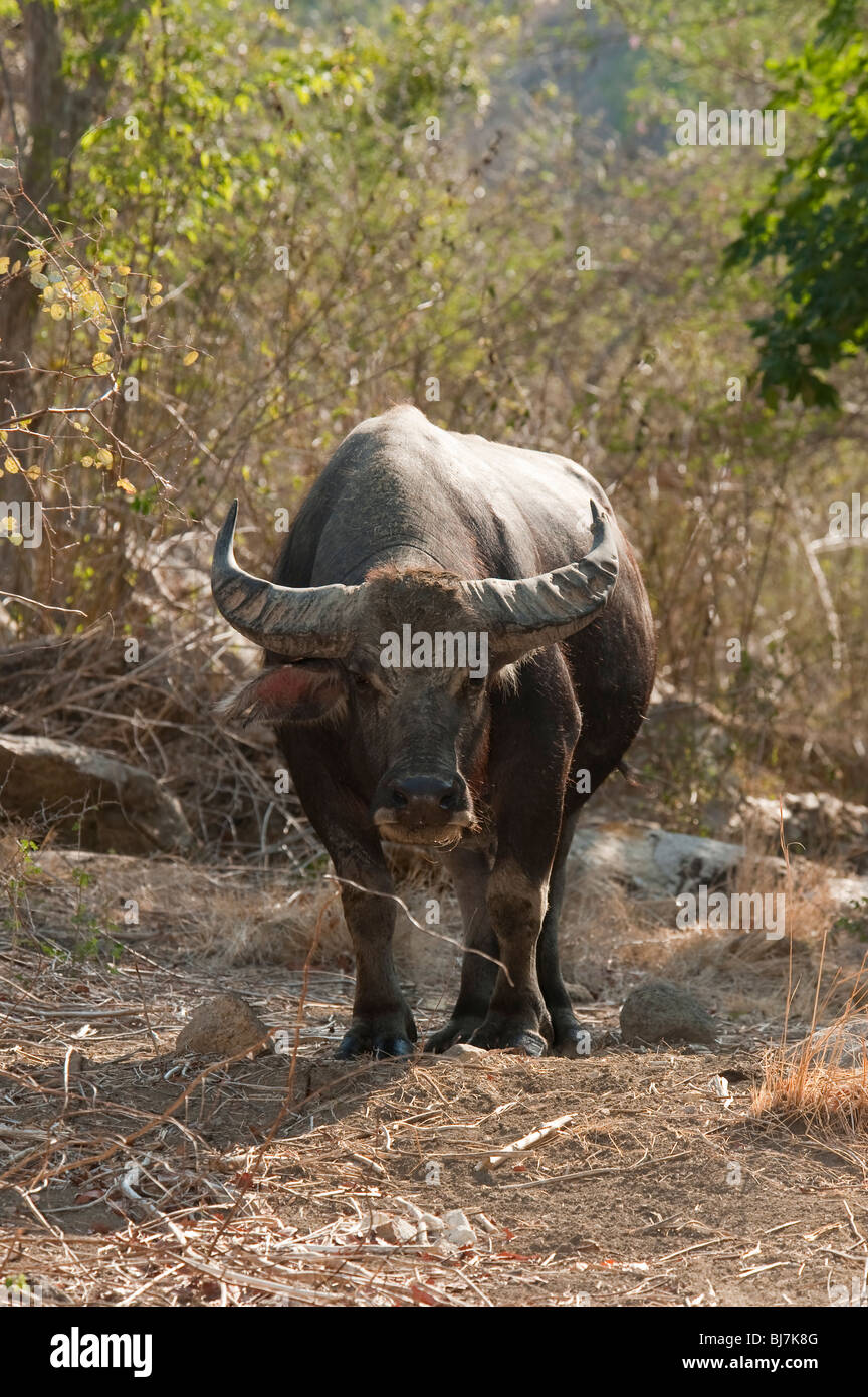 Water Buffalo, Rinca Island, Komodo National Park, Indonesia Stock Photo Alamy