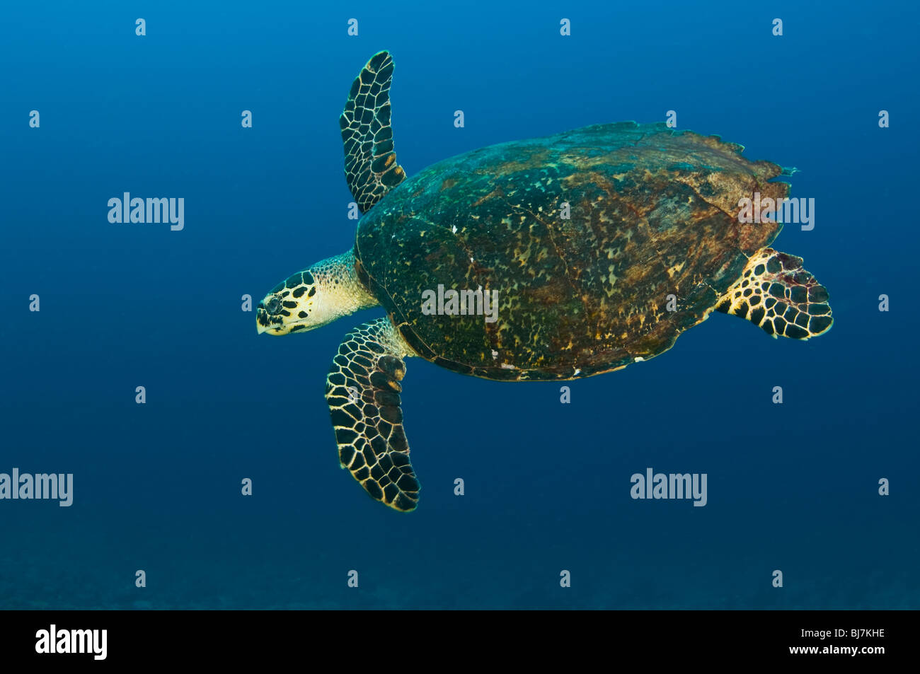 Green sea turtle, Chelonia mydas, Komodo National Park, Indonesia Stock