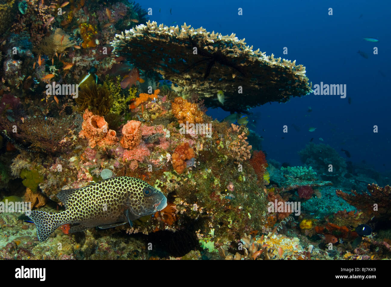 Harlequin Sweetlips, Plectorhinchus chaetodonoides, also called Many-spotted Sweetlips, Komodo National Park, Indonesia Stock Photo