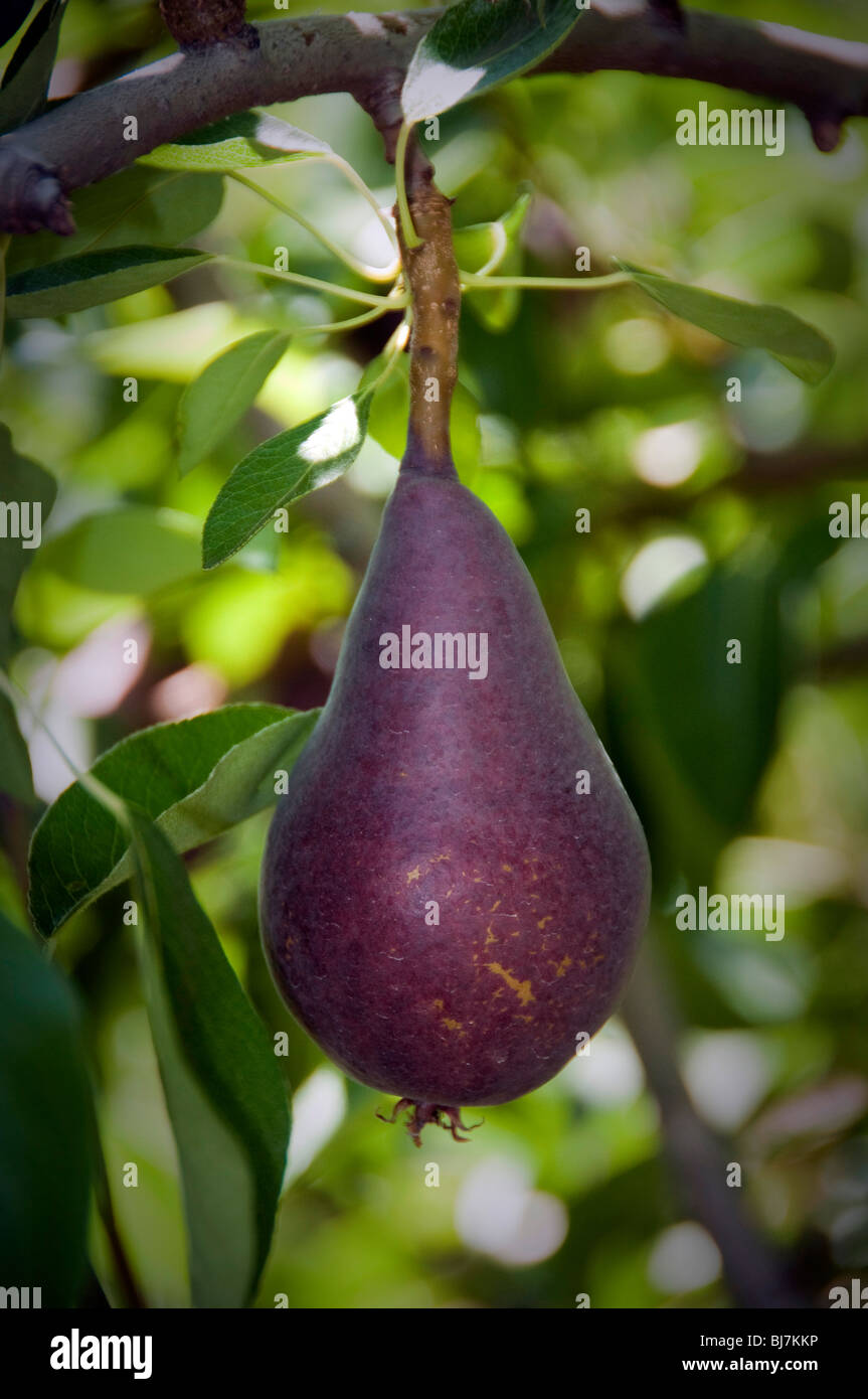 A red Bosc pear on a tree in Oregon. Stock Photo