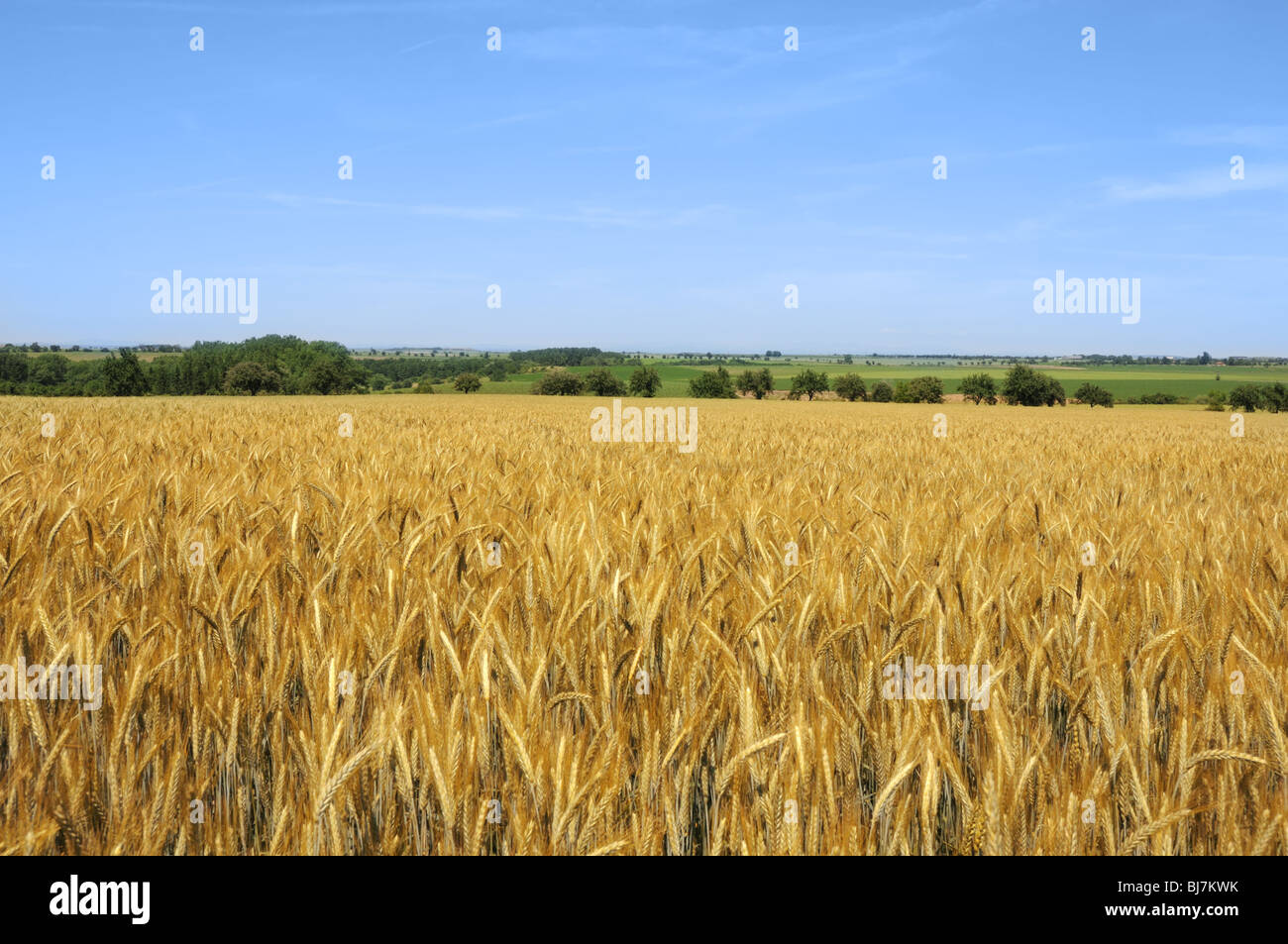 Cornfield in the countryside near the town of Kouřim. Stock Photo
