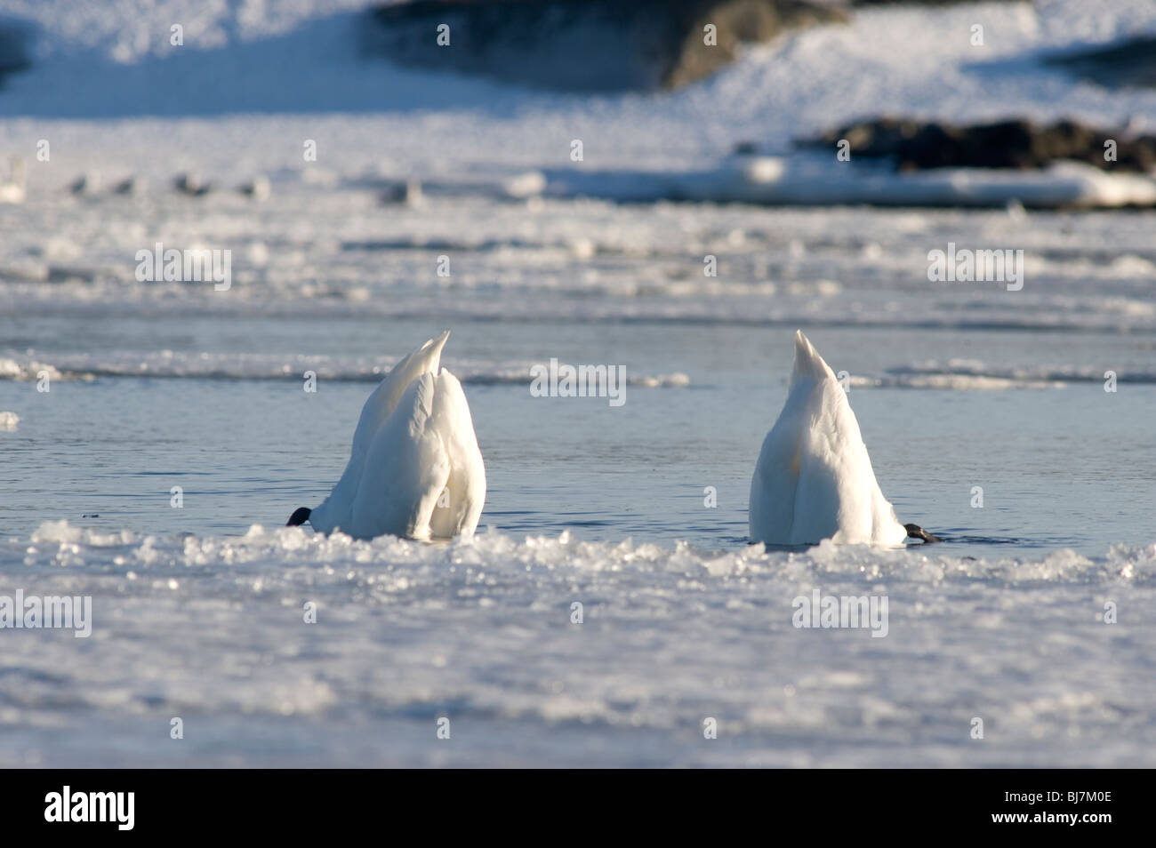 Swans in winter time, Sweden Stock Photo