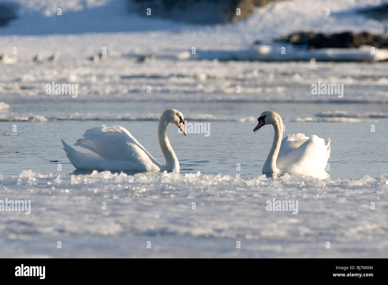 Swans in winter time, Sweden Stock Photo