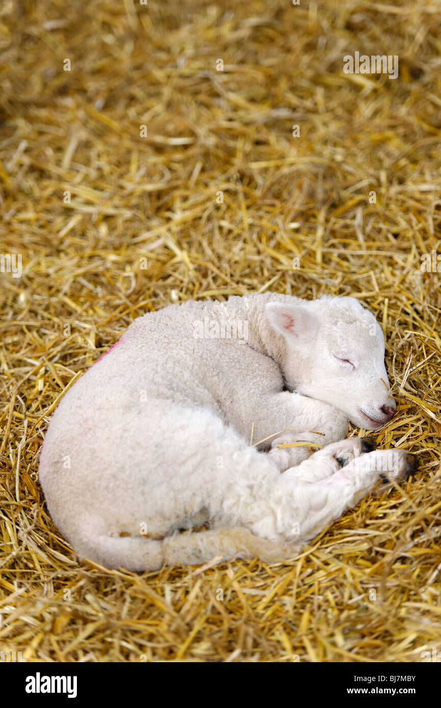 New Born Lamb Stock Photo Alamy