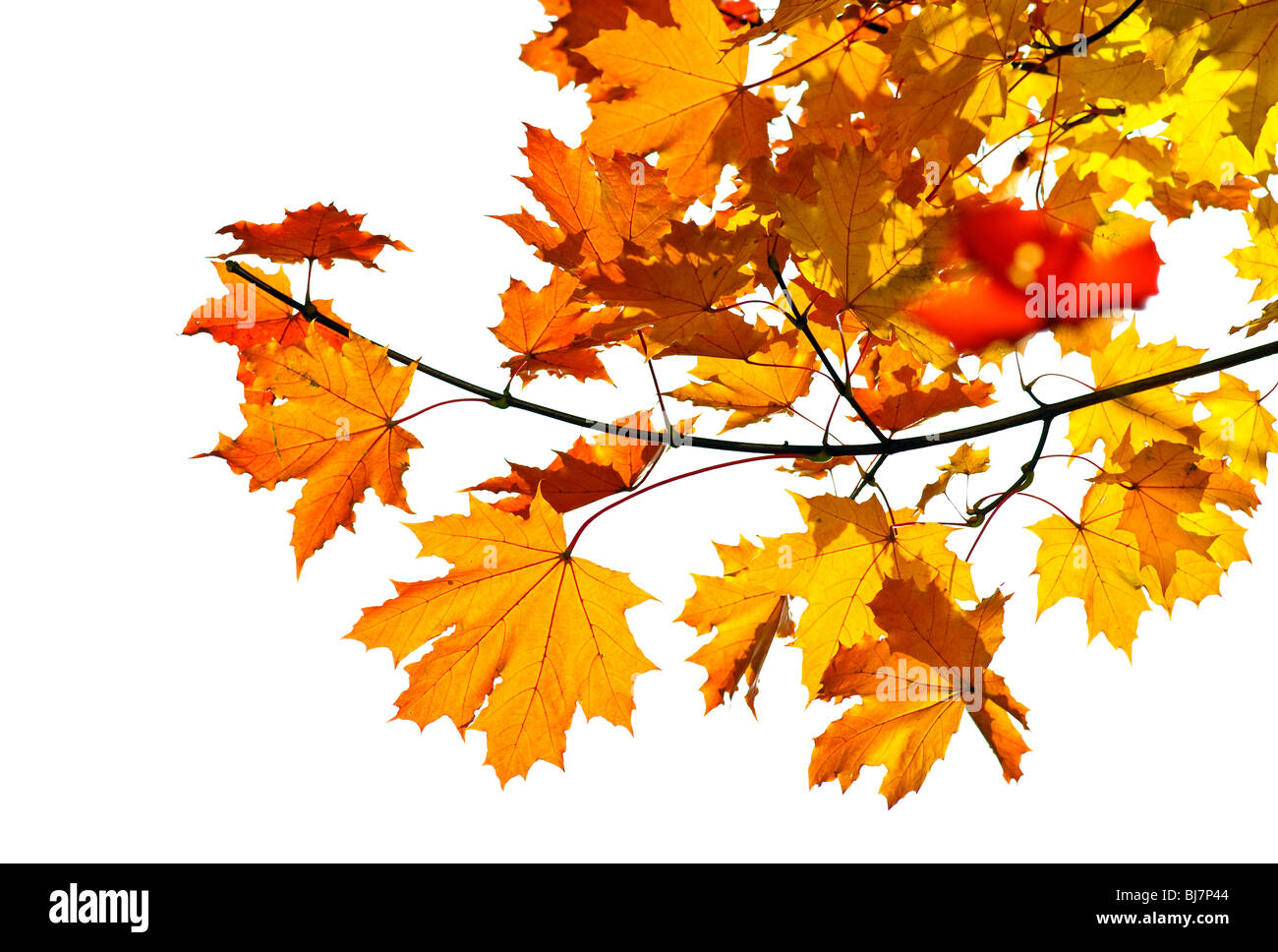 Maple Tree Branch With Fall Leaves Isolated On White Stock Photo Alamy