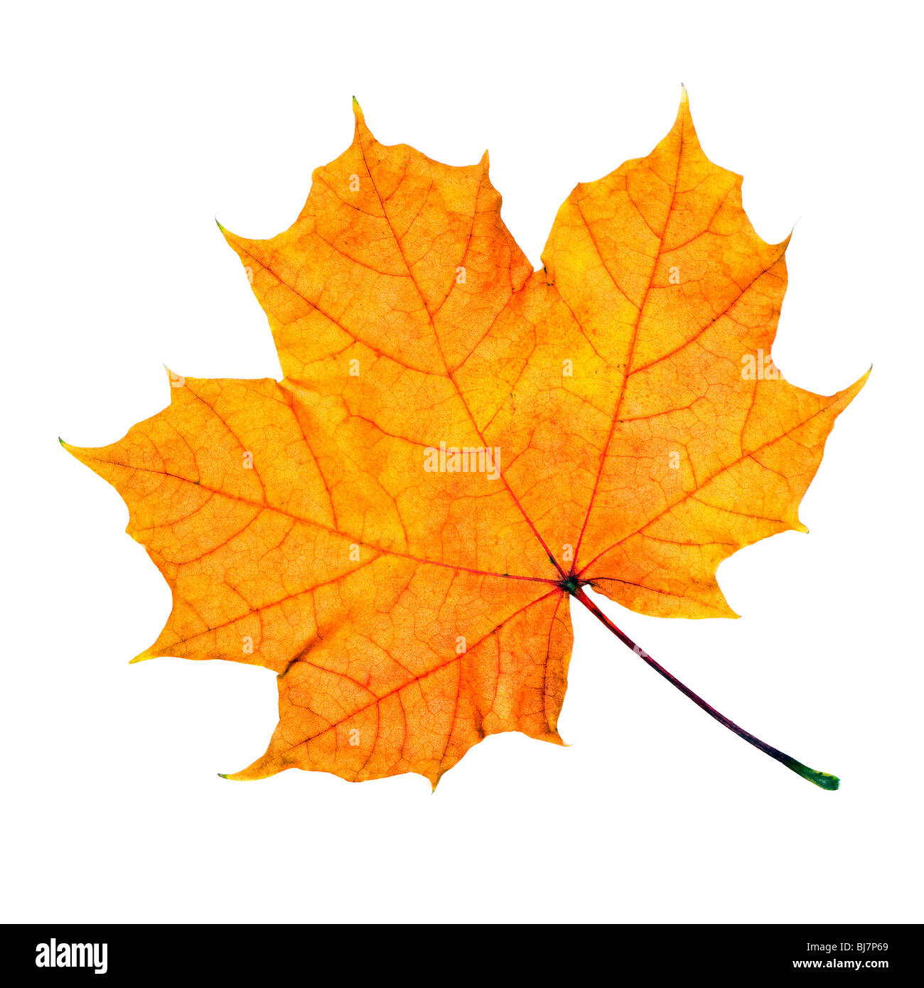 Maple fall leaf isolated on white background Stock Photo