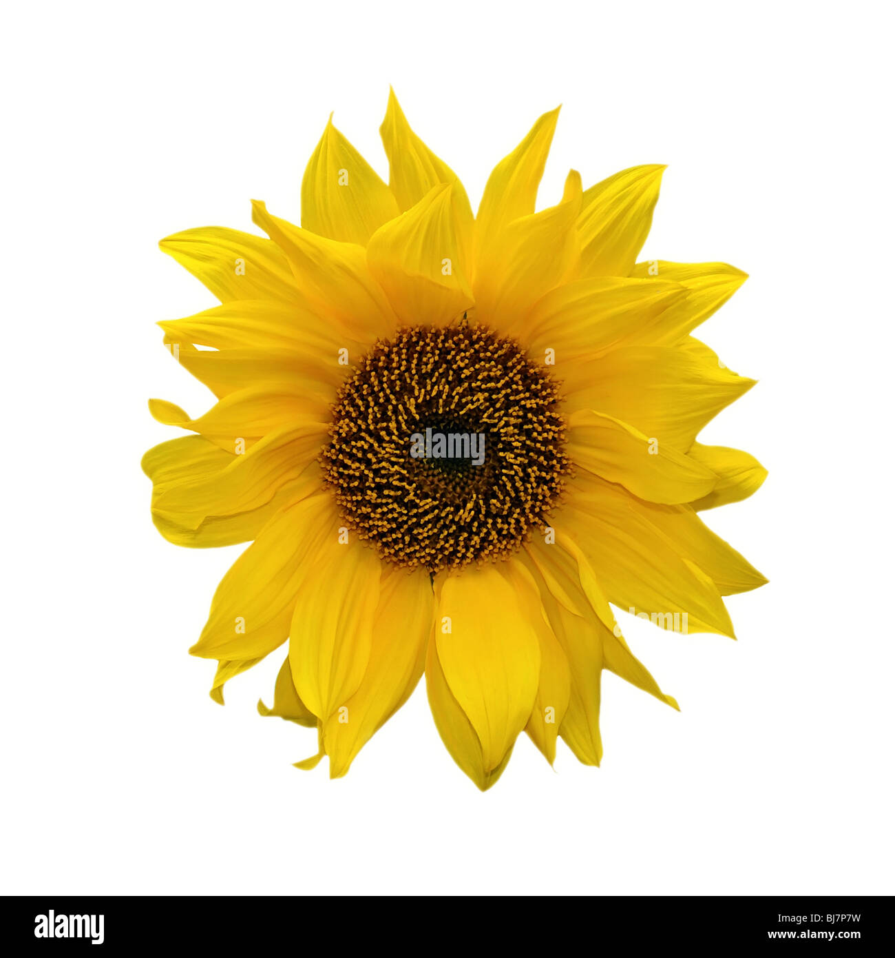 sunflower isolated on white background Stock Photo