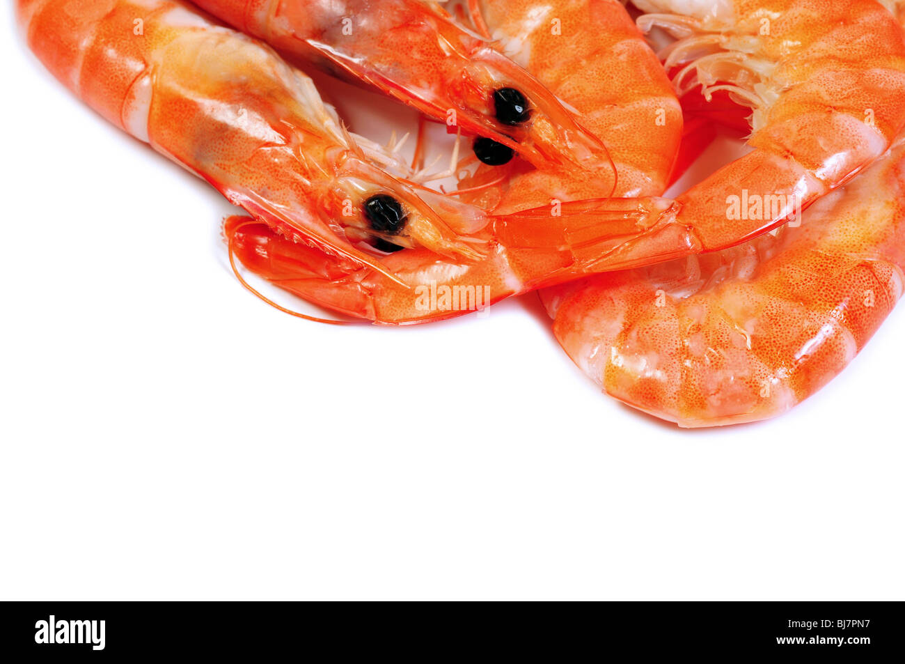 Pile of boiled shrimps over white with copy space for your text Stock Photo