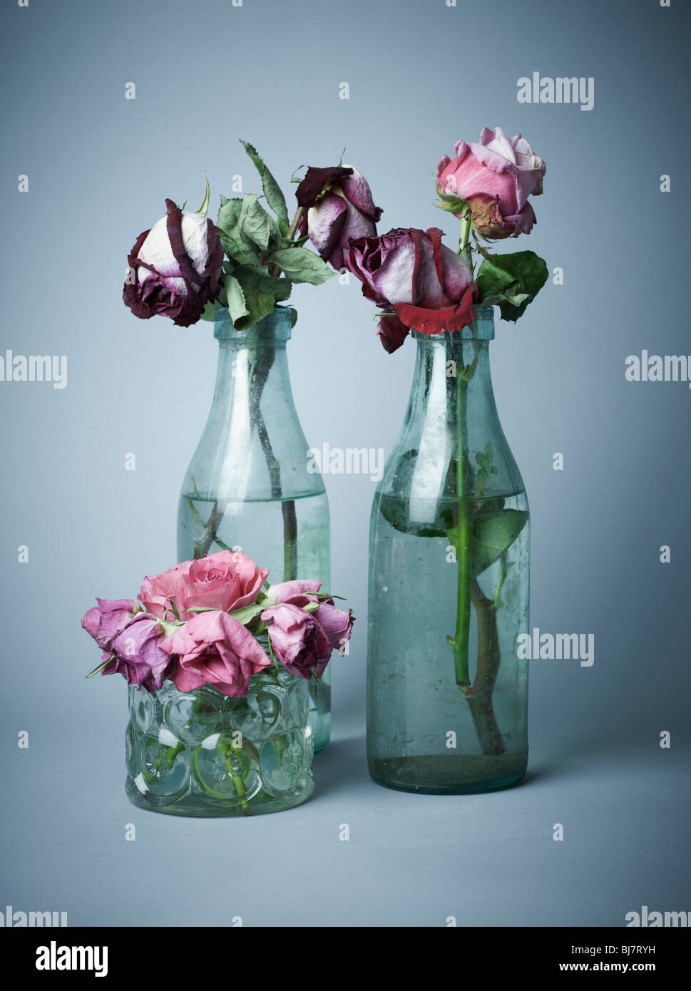 Dying roses vase hires stock photography and images Alamy