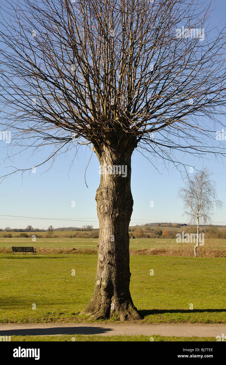 Pollarded lime tree, Tewkesbury, Gloucestershire, UK Stock Photo Alamy