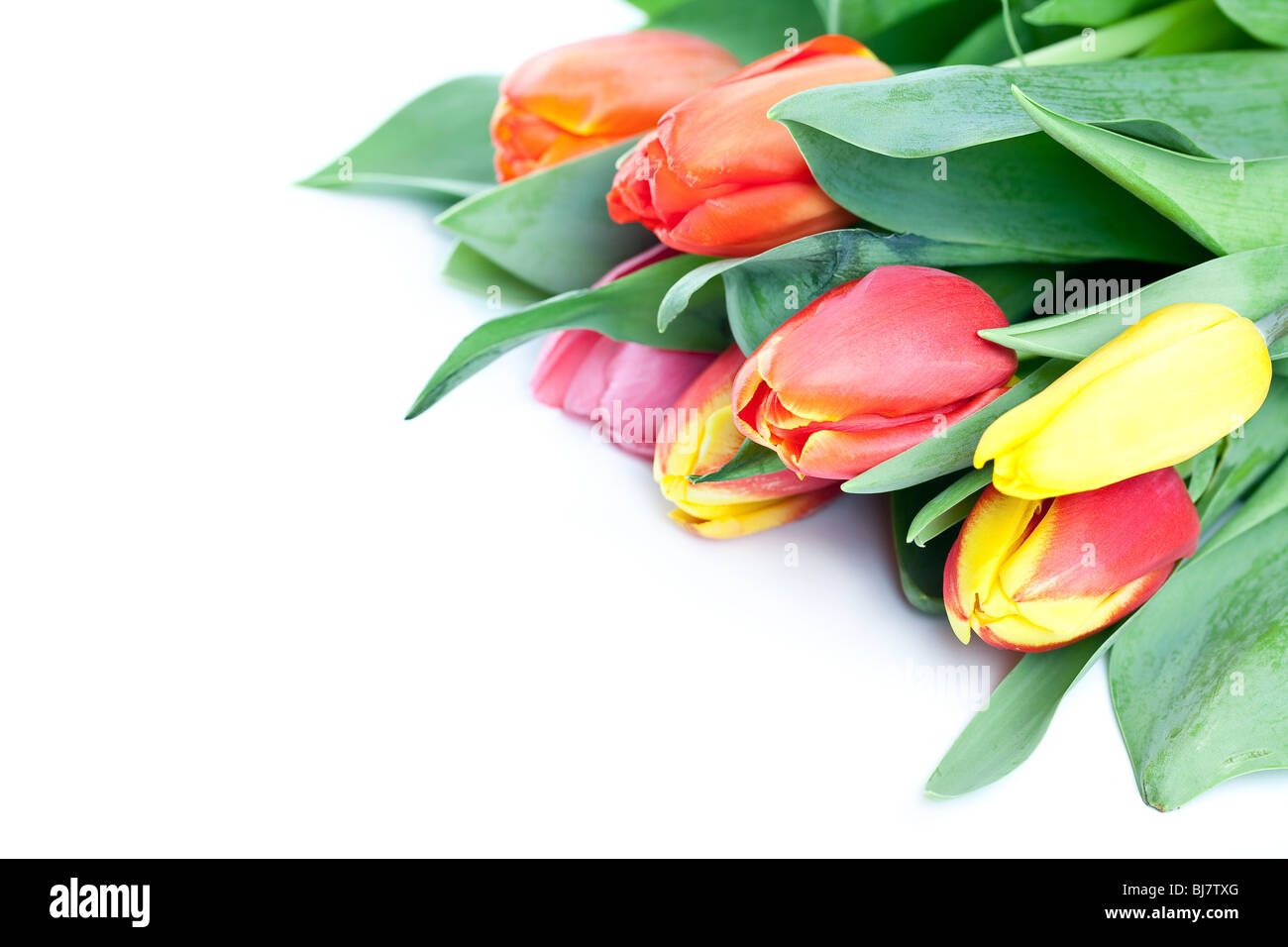 The bunch of tulips isolated on the white surface Stock Photo - Alamy