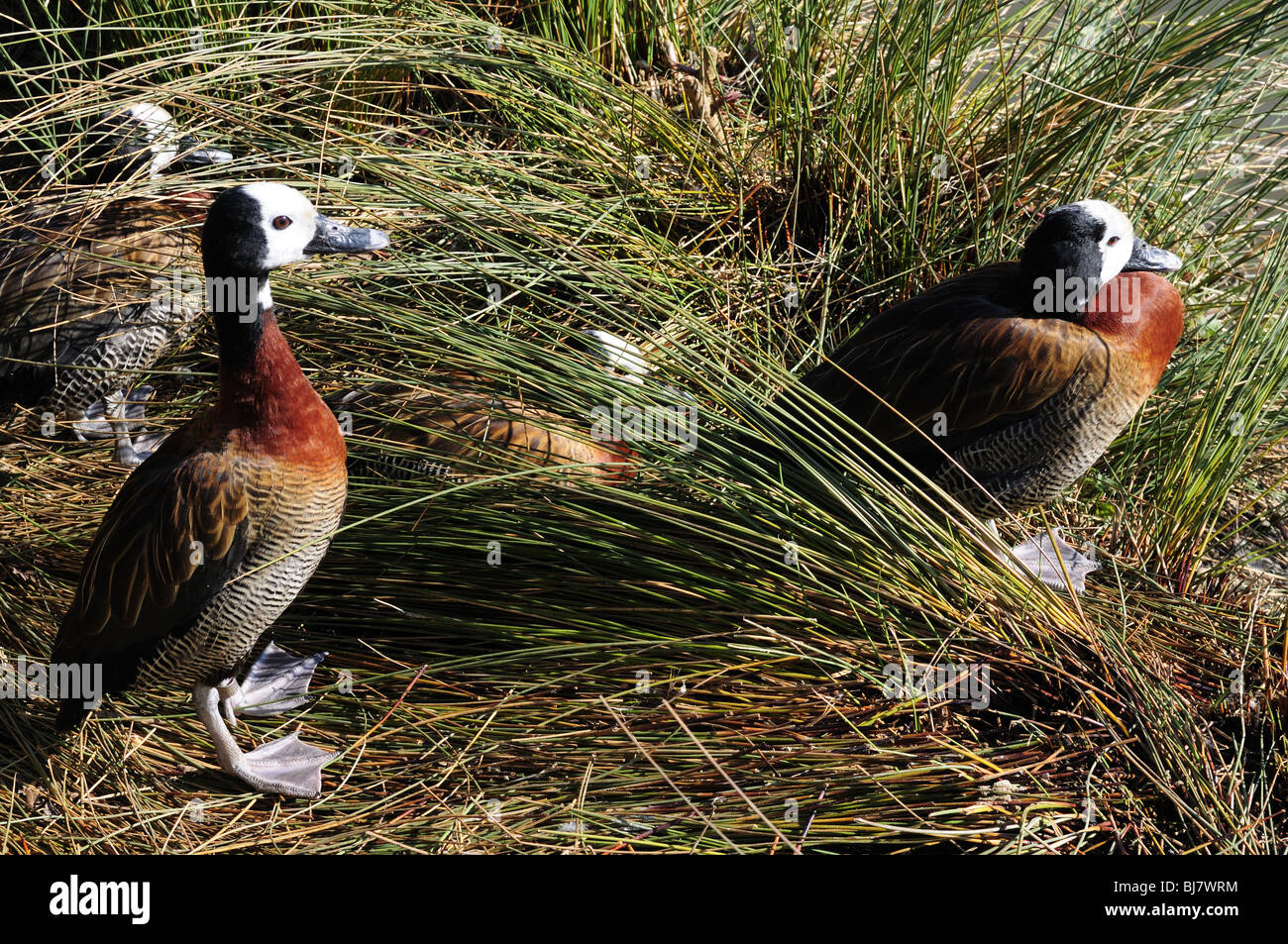 White-faced Whistling ducks Dendrocygna viduata Slimbridge Wildfowl and Wetland Centre Gloucestershire UK GB Stock Photo