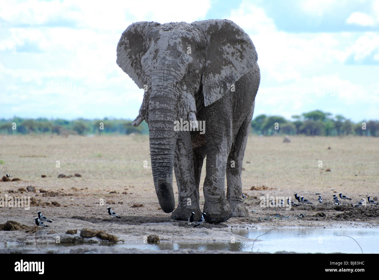 elephant at waterhole Stock Photo