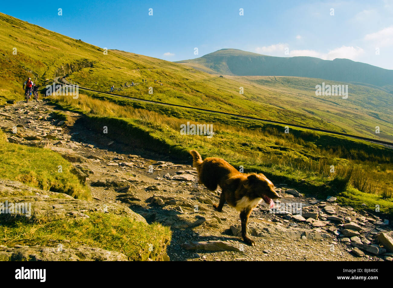 Dog running down Mt Snowdon, Wales, followed by mountain bikers Stock Photo