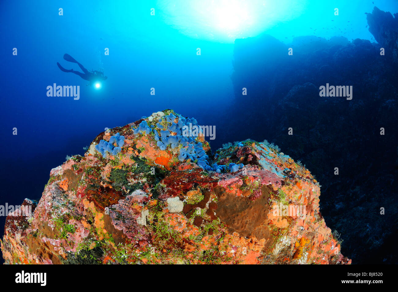 scuba diver at colorful reef, Gili Tepekong, Candidasa, Bali, Indonesia, Indo-Pacific Ocean Stock Photo