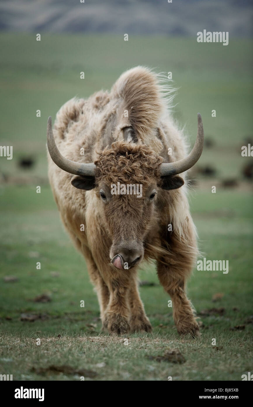 A yak in the summer pasture of Saraly-Saz, Kyrgyzstan. Stock Photo
