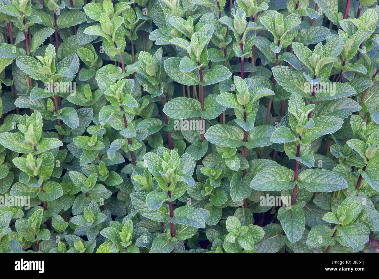 Mint 'Mentha spicata' growing. Stock Photo