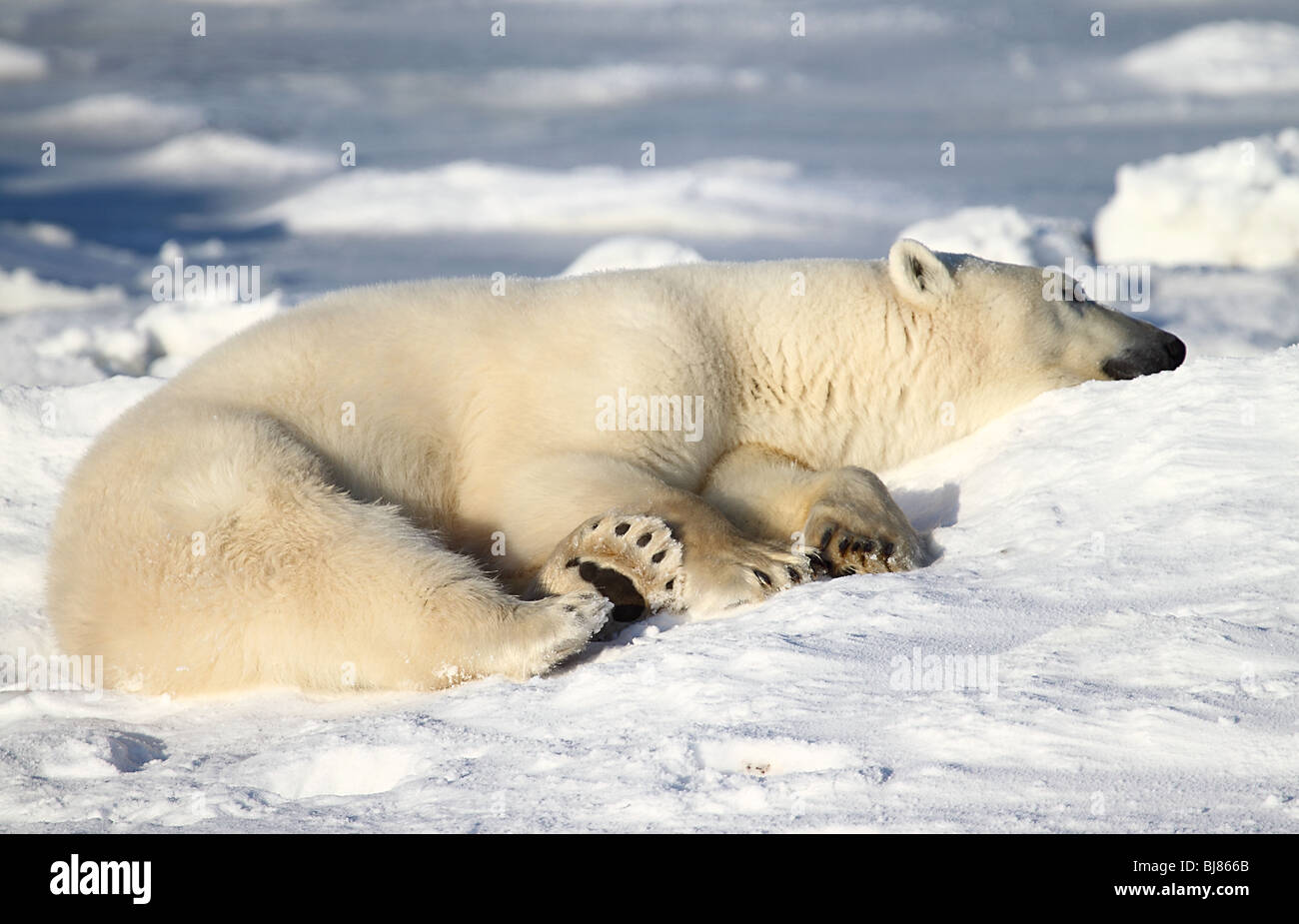 Polar Bear Male, resting on the Tundra Stock Photo
