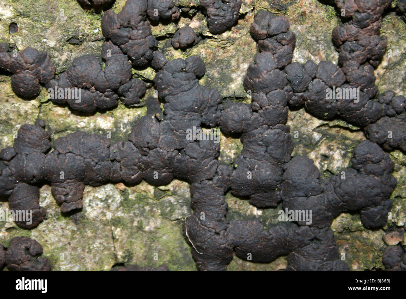 Birch Woodwart Hypoxylon multiforme Unusually Seen On A Log Of Another Species Of Deciduous Tree Stock Photo