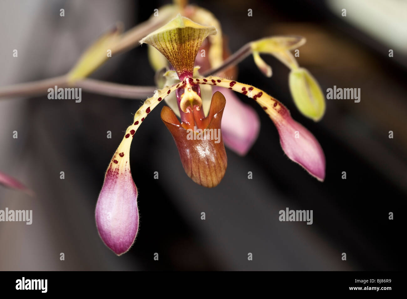 Paphiopedilum orchid in studio setting with background Stock Photo