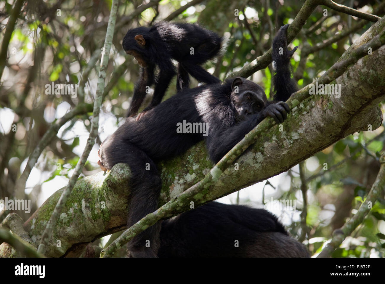 Having a baby means you get no rest.  Emiti trying to sleep while her full of beans baby runs across her back, playing! Stock Photo