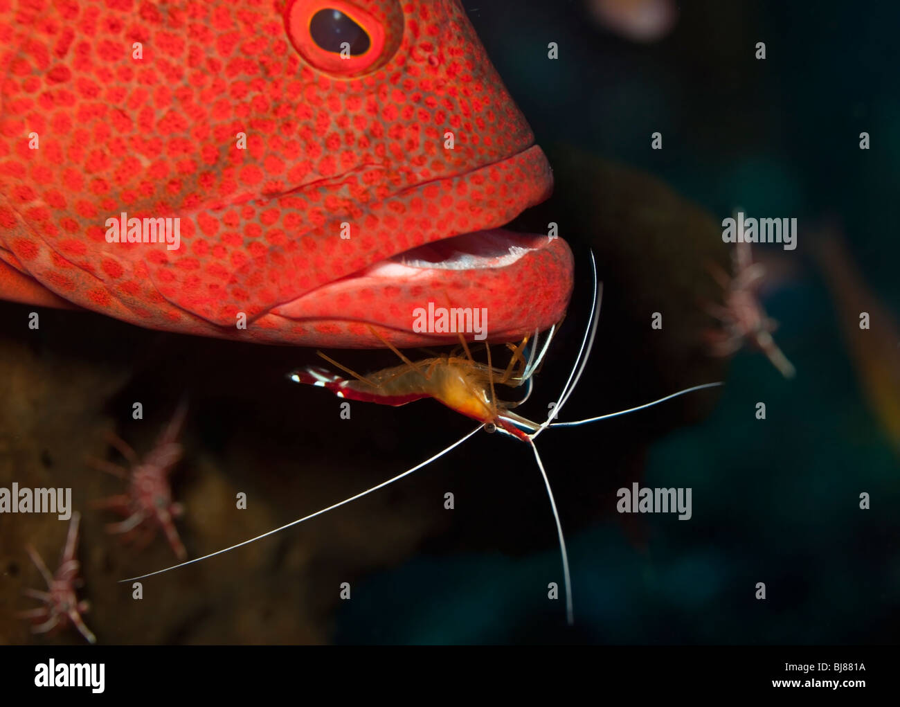 Grouper fish being cleaned at cleaning station underwater in Bali Stock