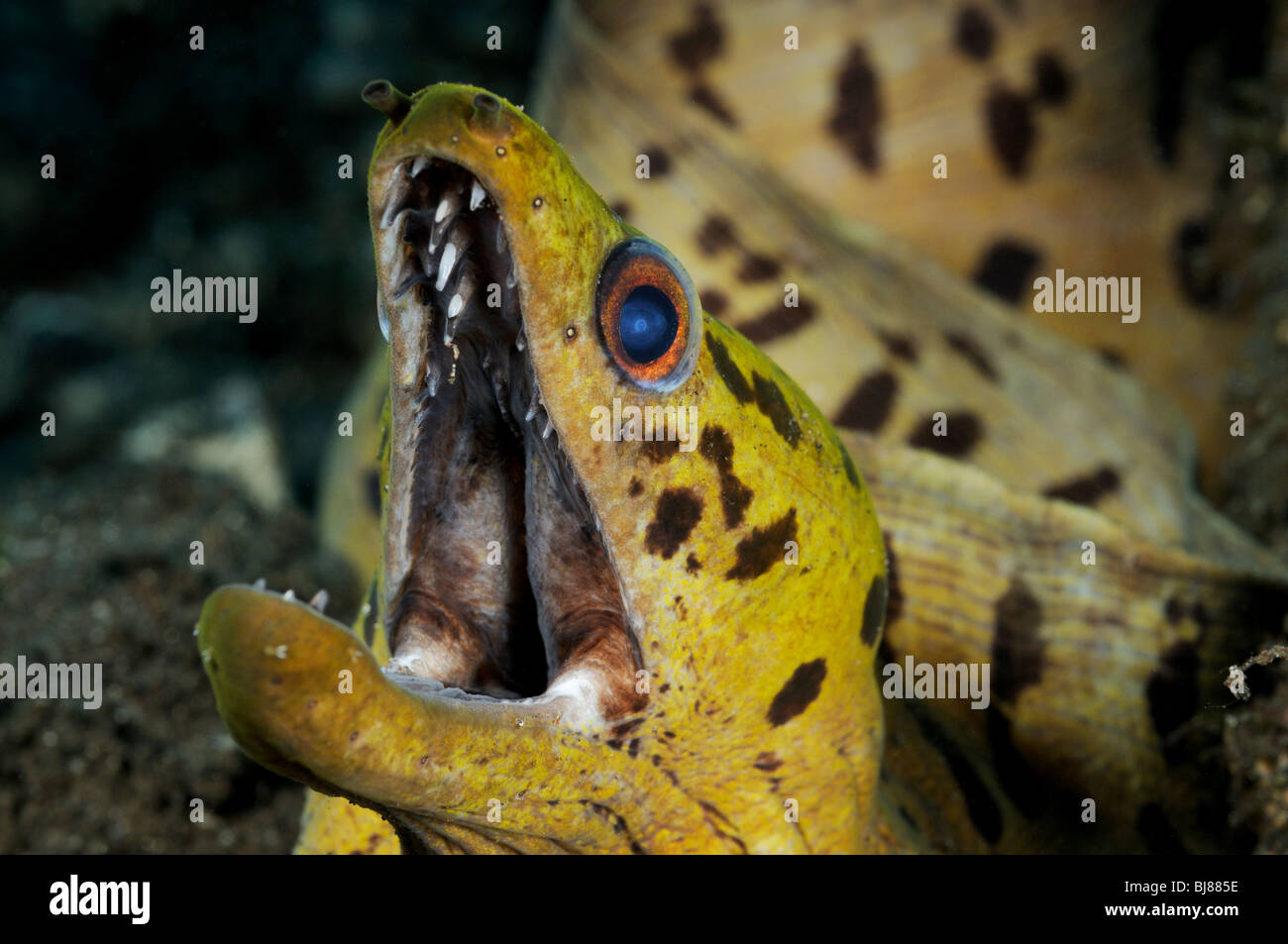 Gymnothorax fimbriatus, spot-face moray, Fimbriated moray, Tulamben, Bali, Indonesia, Indo-Pacific Ocean Stock Photo
