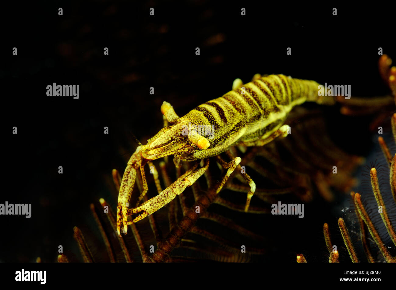 Periclimenes commensalis, purple Crionoide-Shrimp on featherstar, Tulamben, Bali, Indonesia, Indo-Pacific Ocean Stock Photo