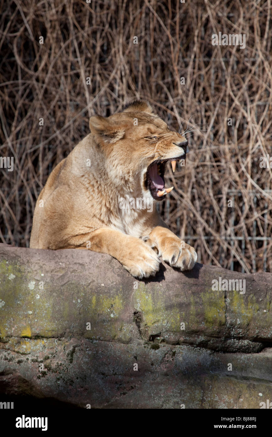 Singapore Zoo Lion Attack