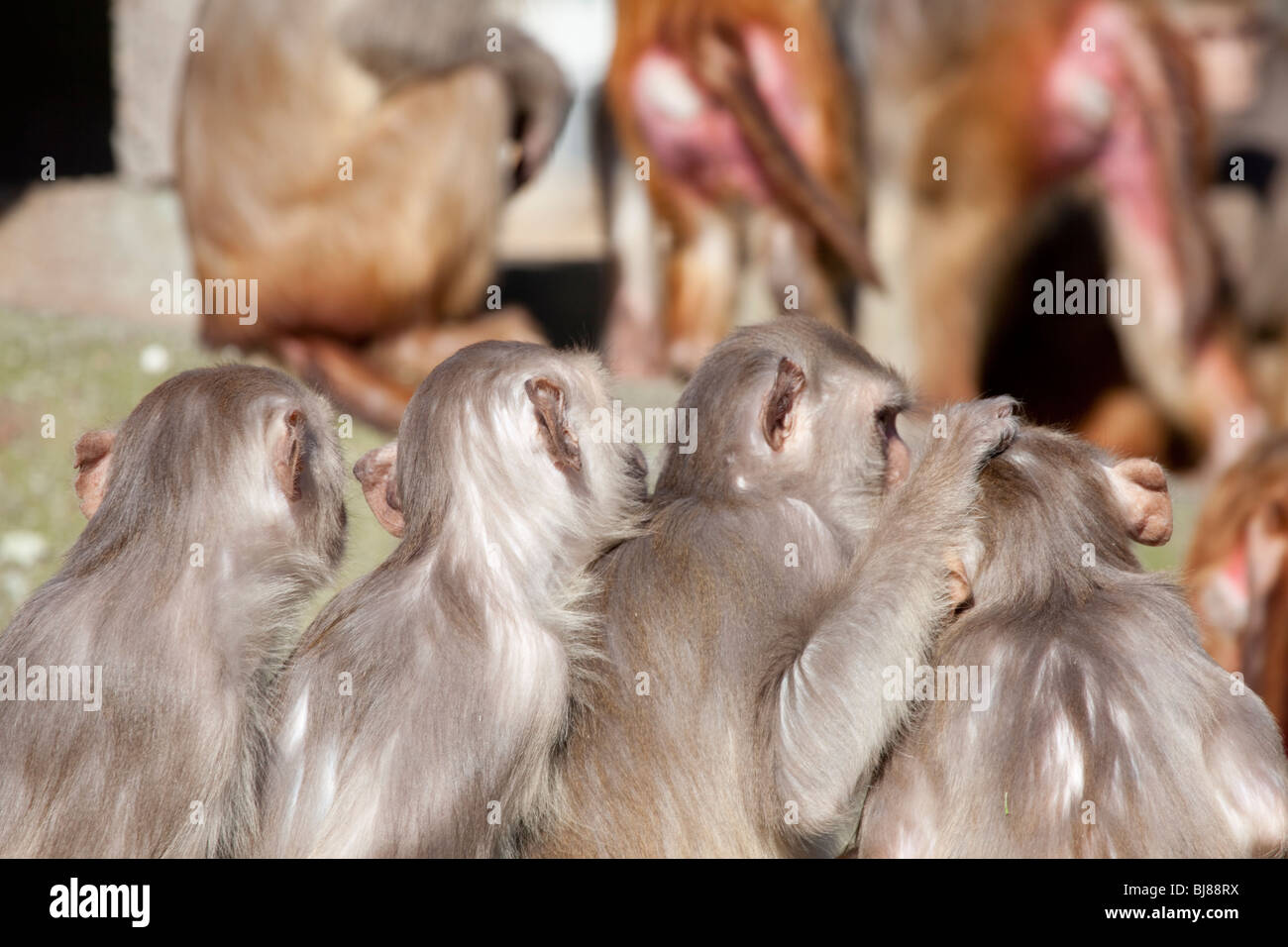 rhesus apes in the zoo Stock Photo