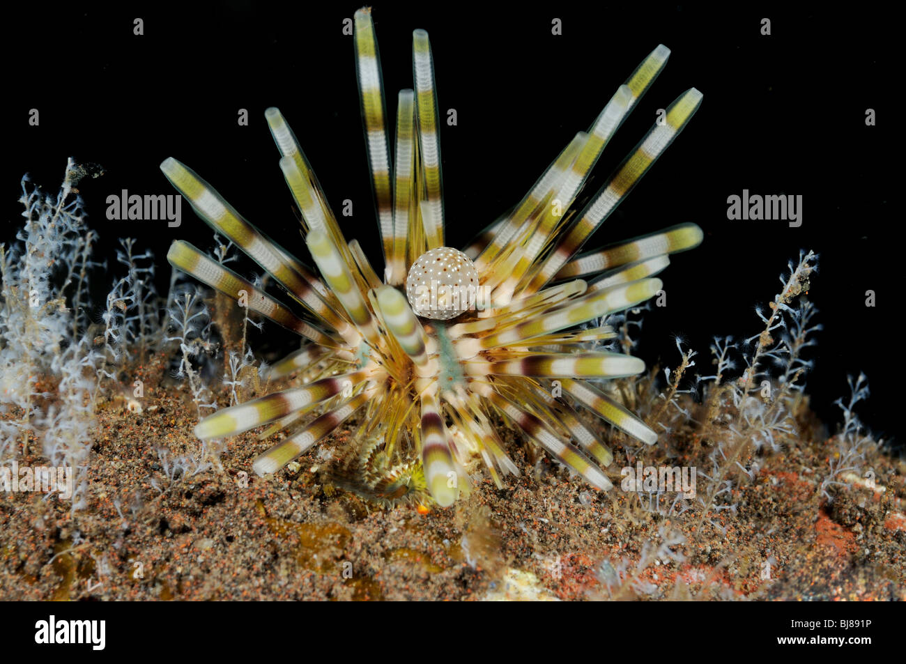 Echinothrix calamaris, Banded Sea Urchin, Tulamben, Bali, Indonesia, Indo-Pacific Ocean Stock Photo