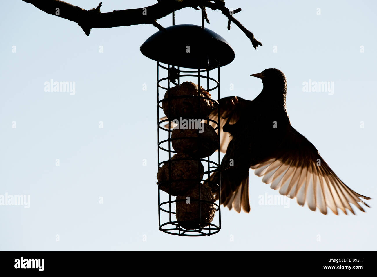 Sturnus vulgaris. Silhouette of Starling on a fat ball feeder hanging from a tree in a garden. UK Stock Photo