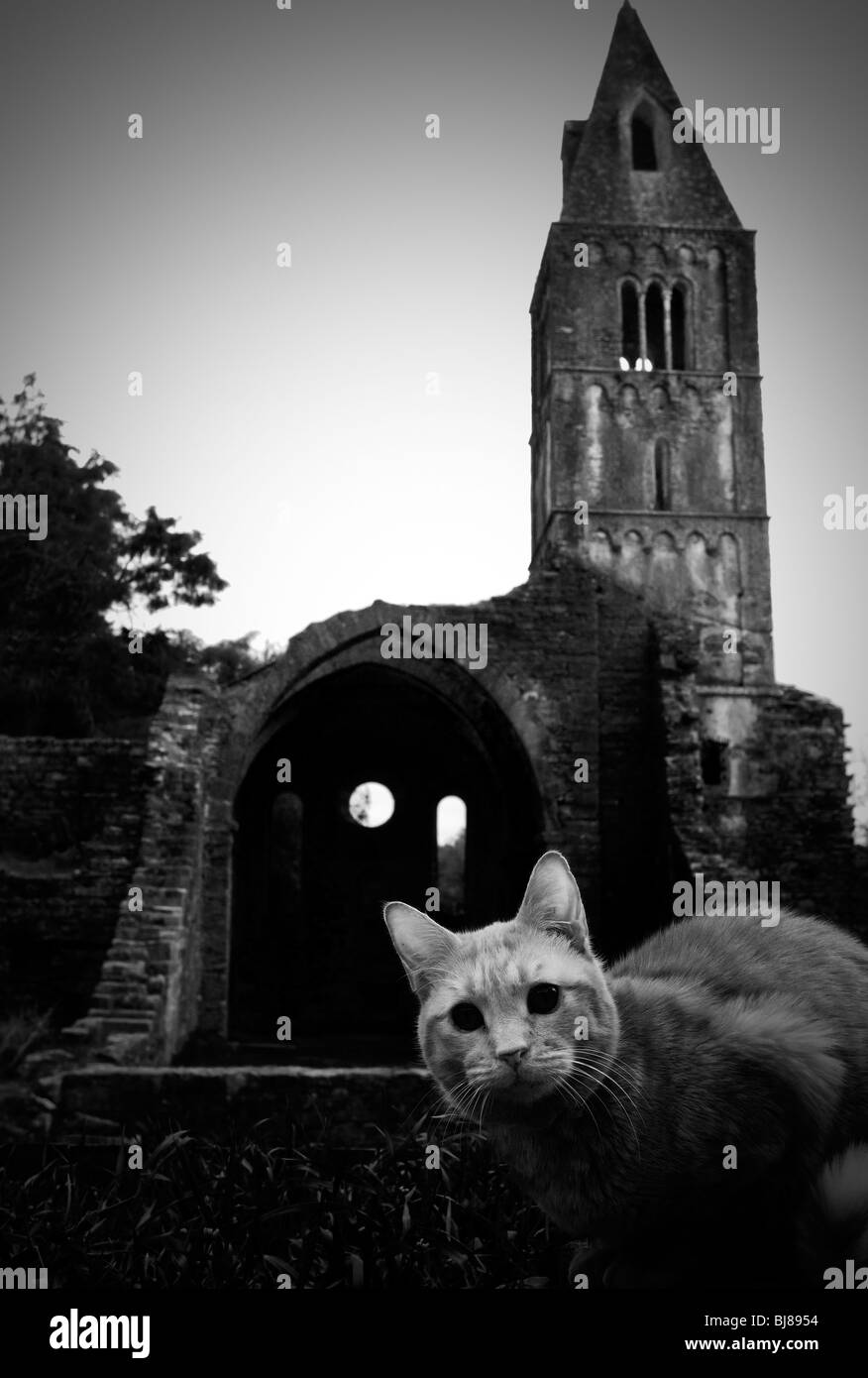 Italy, Liguria. Cat near Church remains Stock Photo