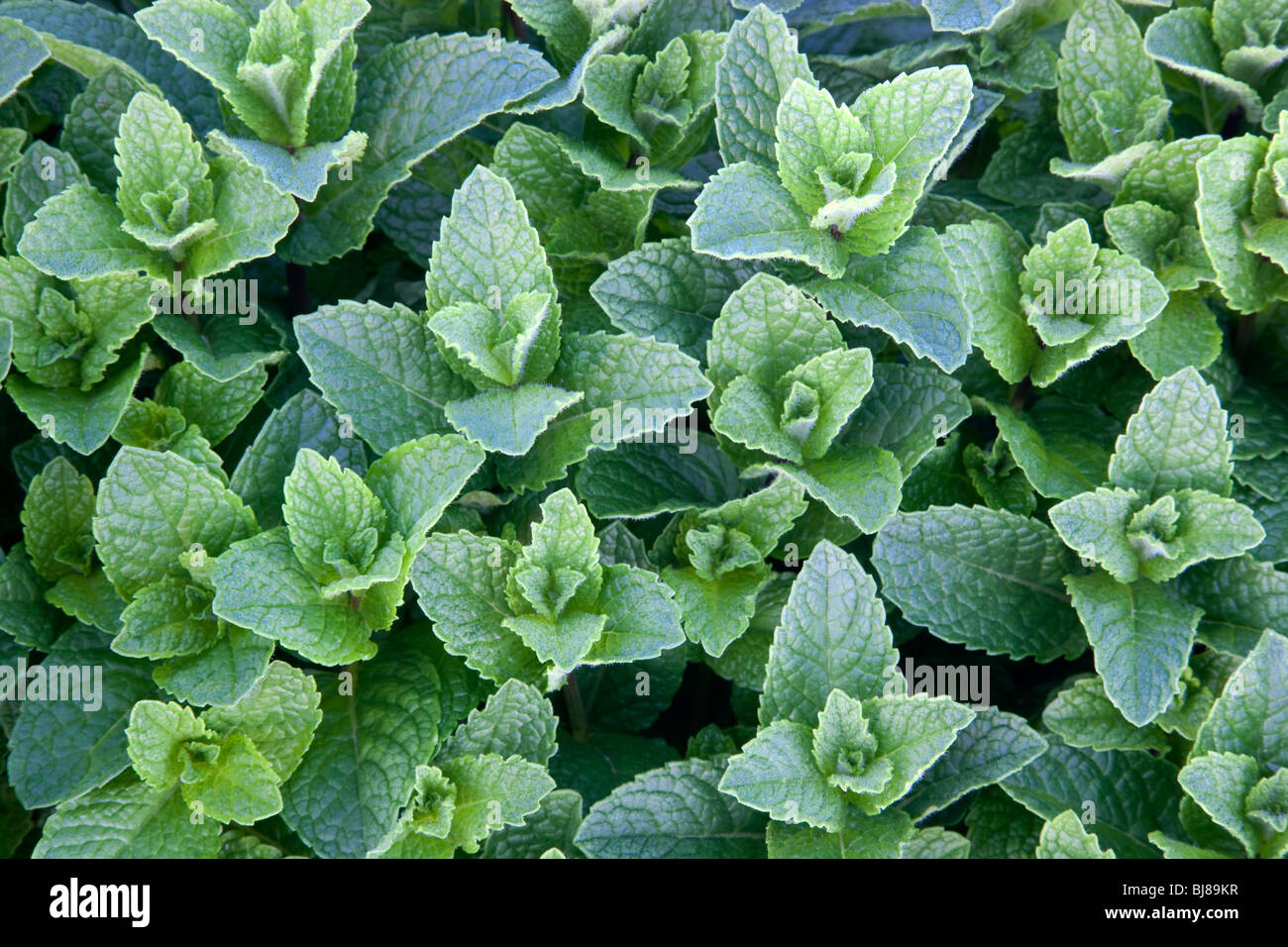 Mint 'Mentha spicata' growing. Stock Photo