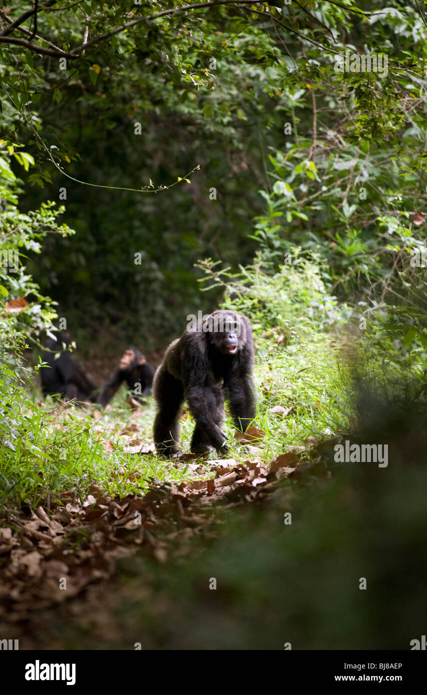 Brutus, alpha-male of the Kyambura troop, fluffed up and about to display on a forest trail Stock Photo