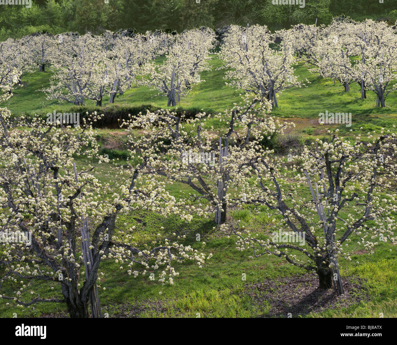 WASHINGTON Apple orchard near Dryden in Chelan County Stock Photo Alamy
