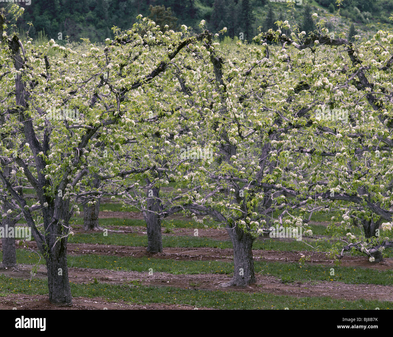 Wenatchee washington orchard hires stock photography and images Alamy