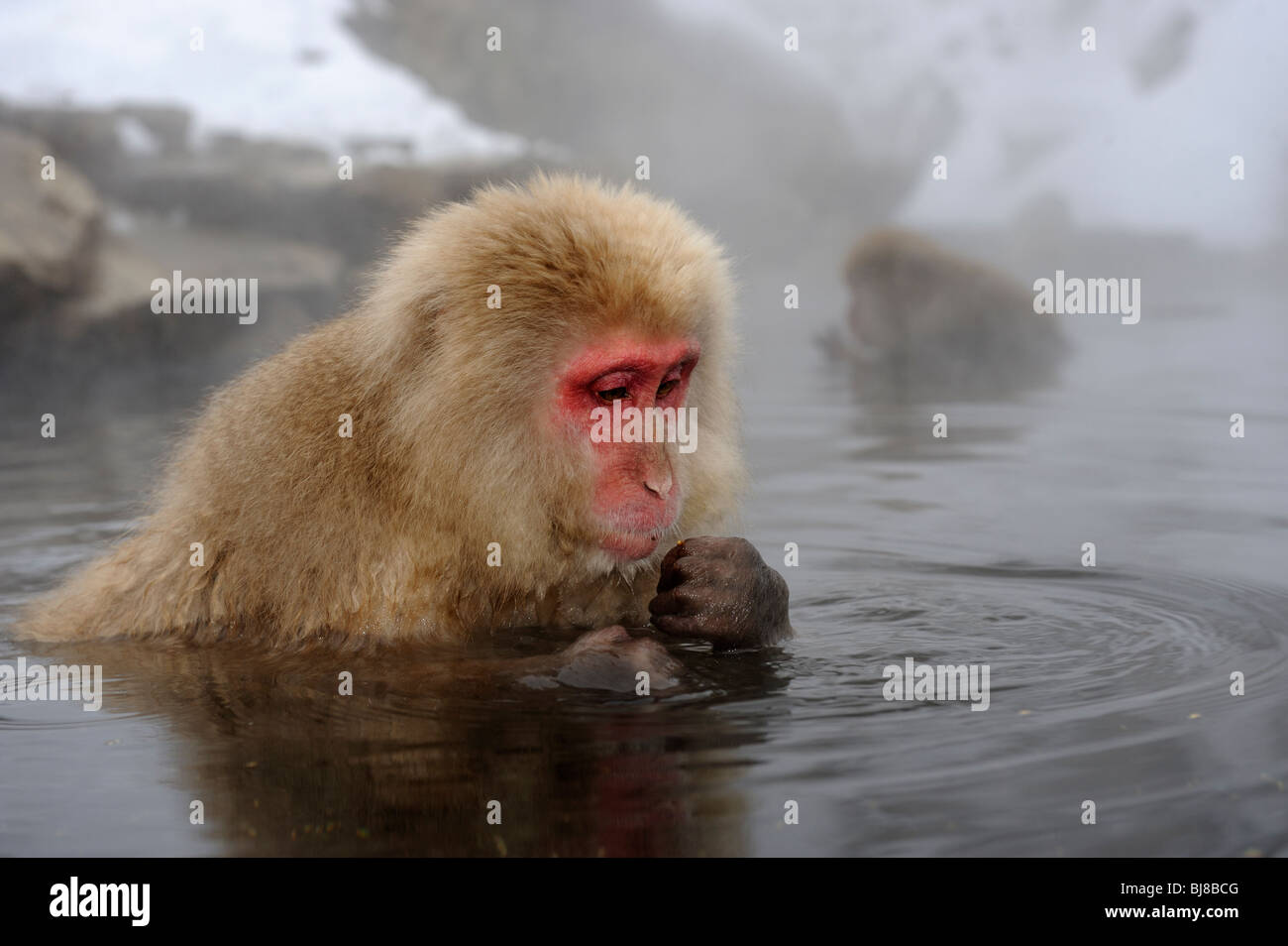 Snow monkeys in hot pool, Japan Stock Photo