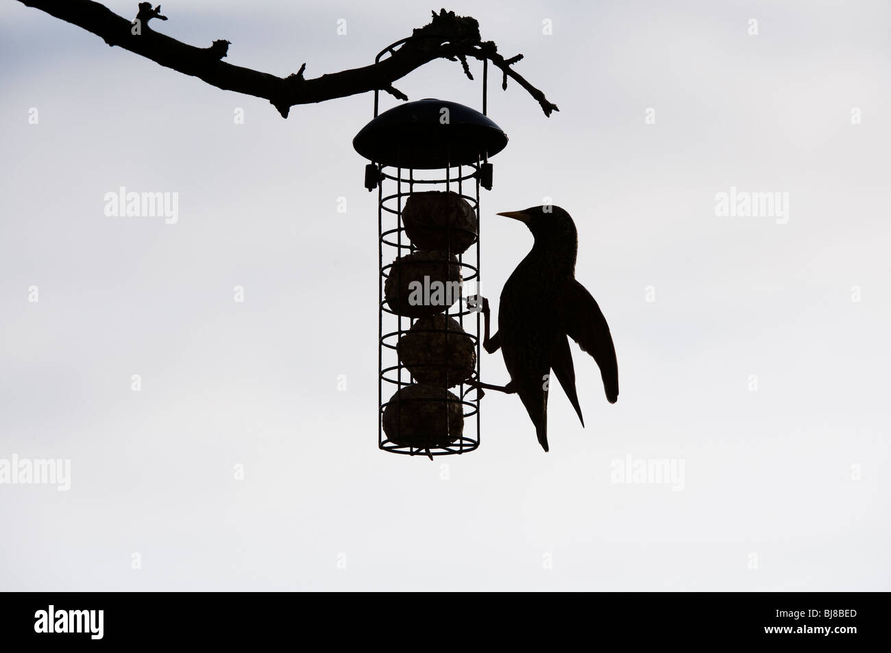 Sturnus vulgaris. Silhouette of Starling on a fat ball feeder hanging from a tree in a garden. UK Stock Photo