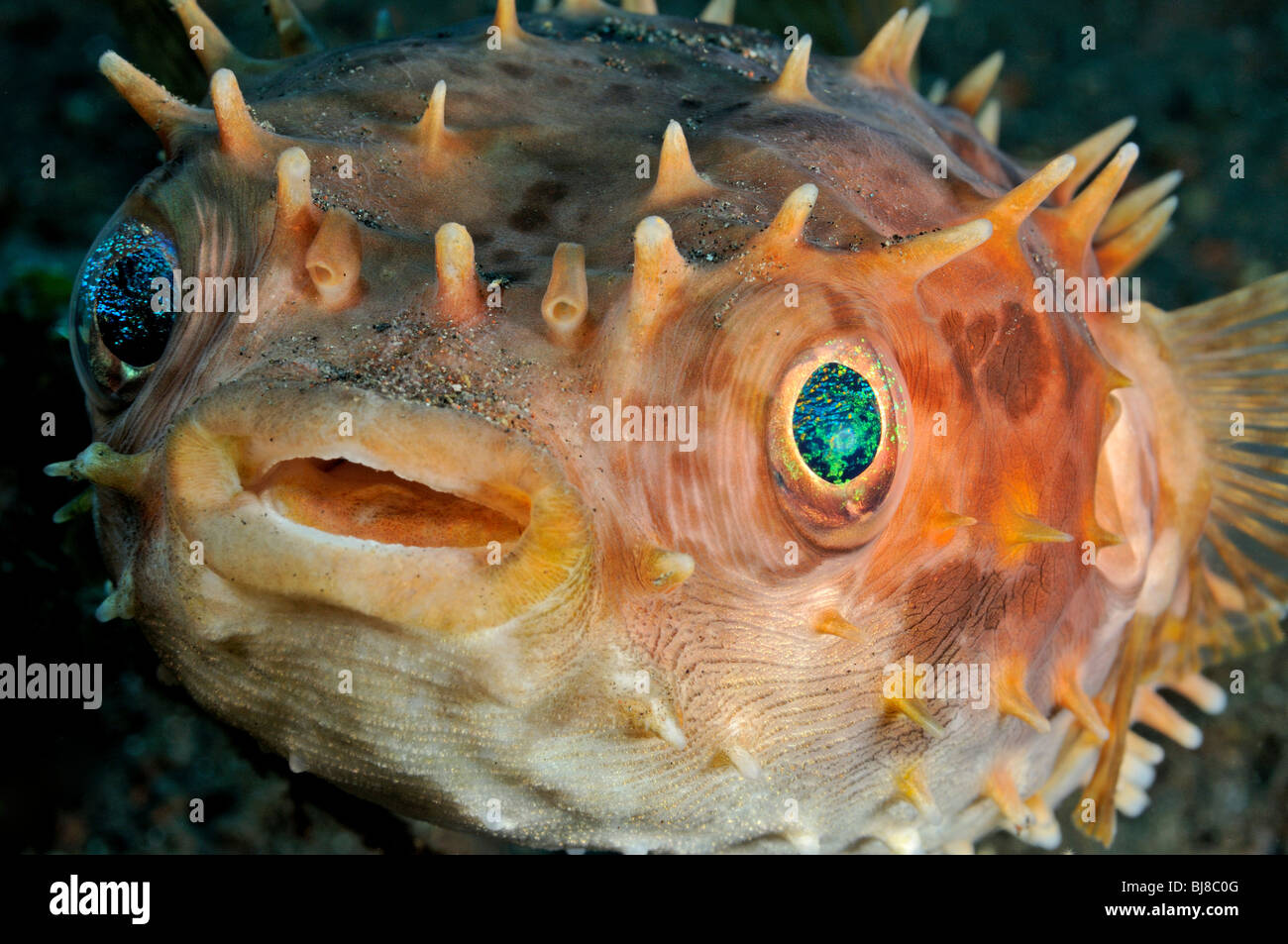 Cyclichthys orbicularis, Birdbeak burrfish, Orbicular Burrfish, Tulamben, Bali, Indonesia, Indo-Pacific Ocean Stock Photo