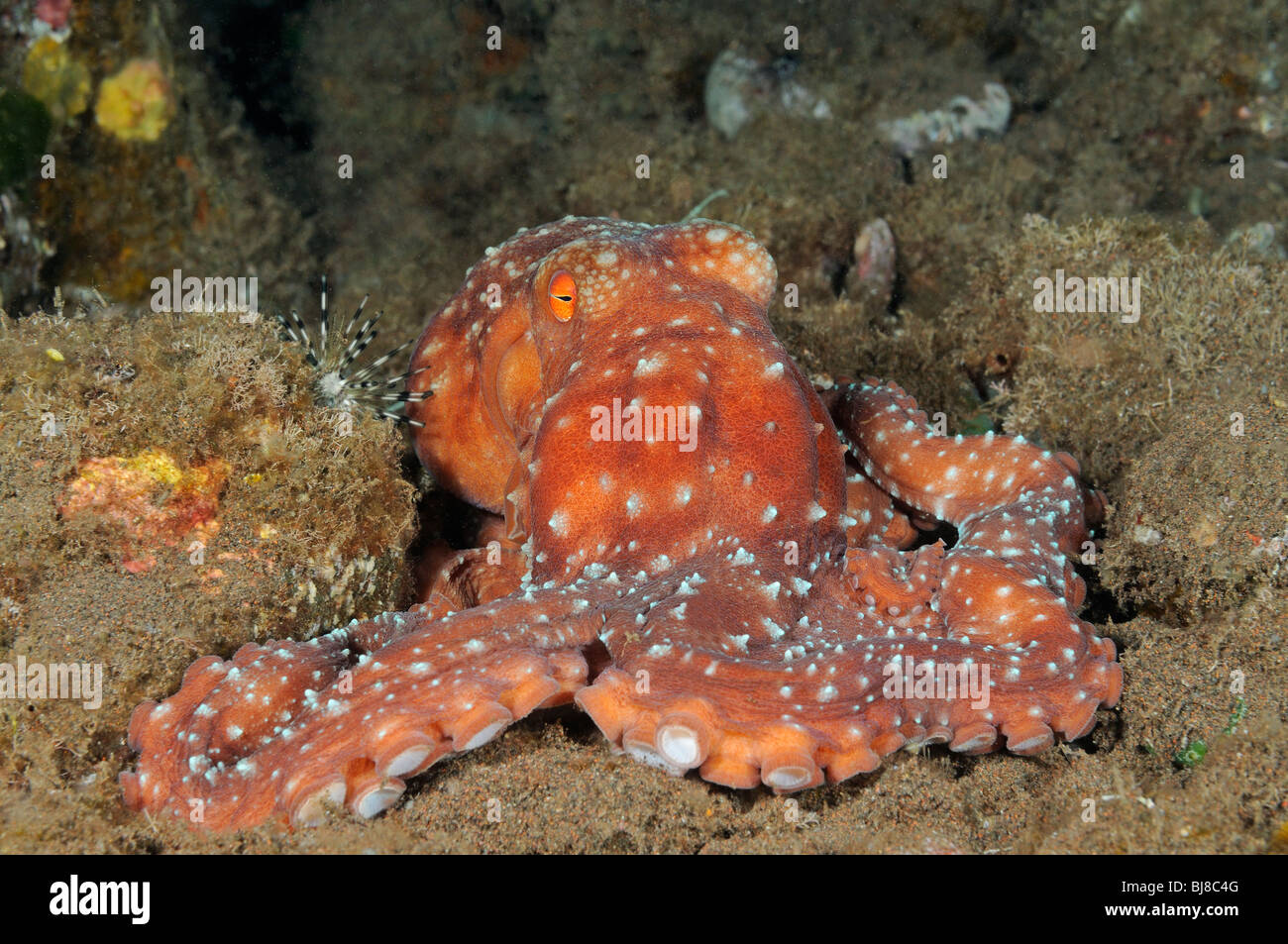 Octopus luteus, Starry Night Octopus, Tulamben, Bali, Indonesia, Indo-Pacific Ocean Stock Photo