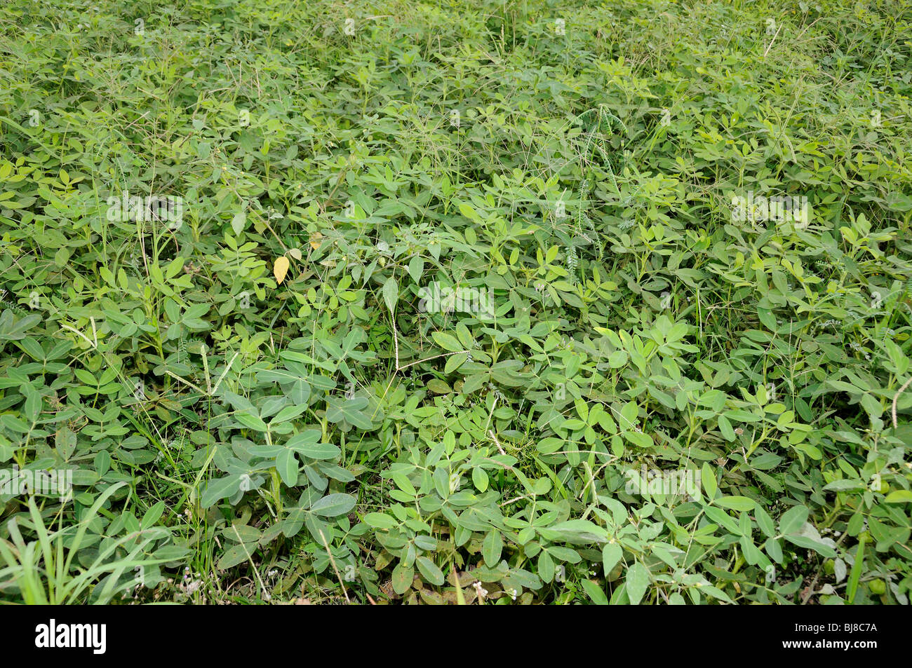 Arachis hypogaea, Peanuts, Peanut plants, Bali, Indonesia, Indo-Pacific Ocean Stock Photo