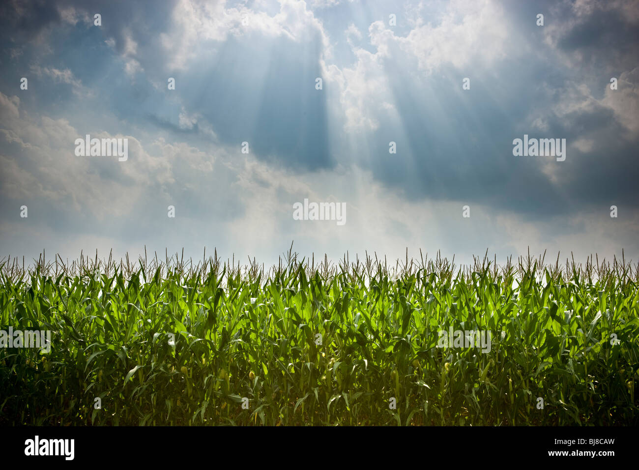 Sun shining on cornfield in the summer. Stock Photo